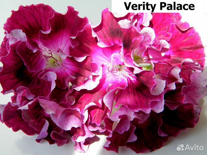 Rousillion и др. сорта