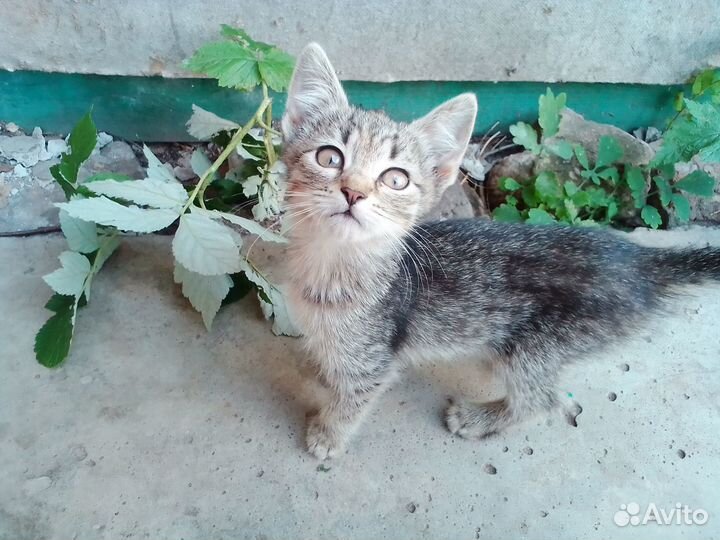 Котята ищут дом