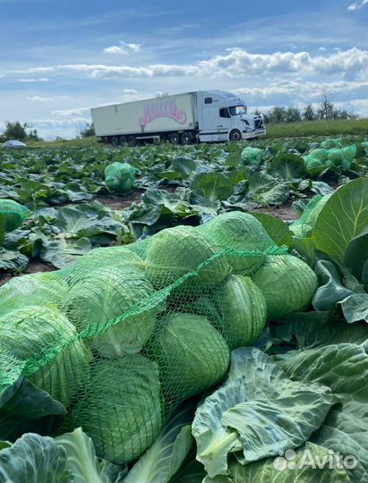 Капуста оптом сетевое качество без посредников