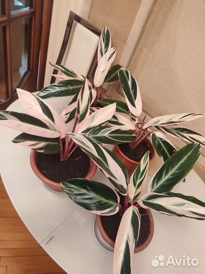 Строманта триколор