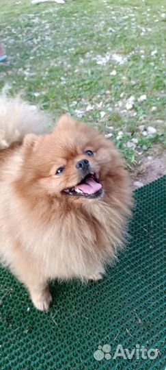 Померанский шпиц вязка кобель