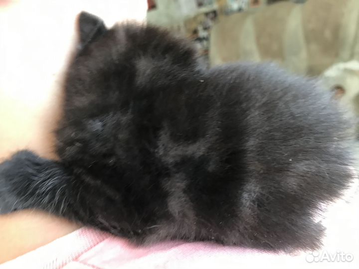 Британский котенок девочка