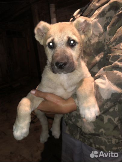 Щенки Среднеазиатская овчарка