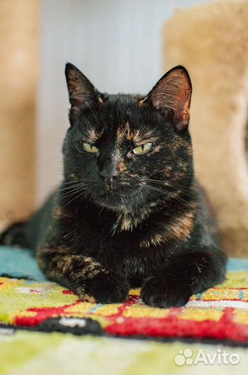 Кошка в добрые руки