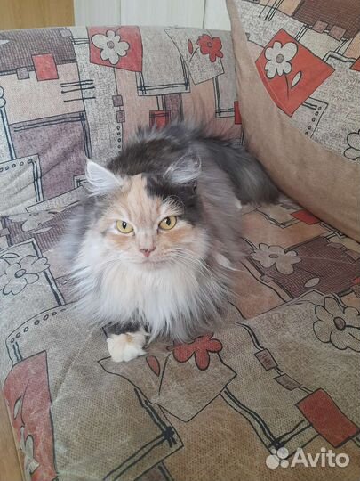 Кошки в добрые руки