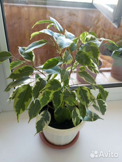 Фикус бенджамина