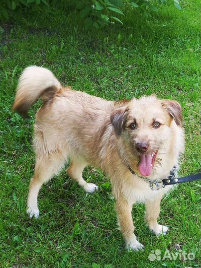 Помесь терьера