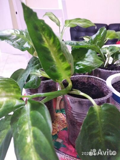 Диффенбахия