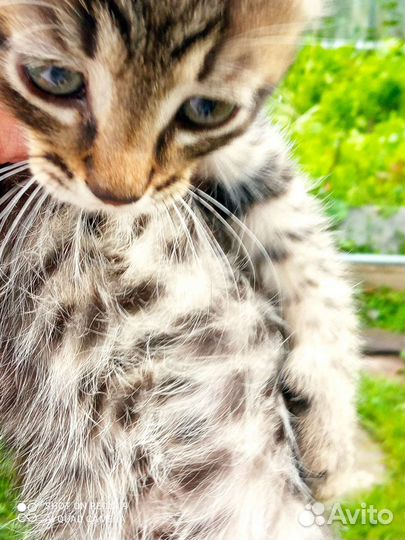 Отдам в добрые руки котëнка девочку