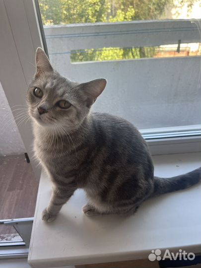 Шотландская кошка