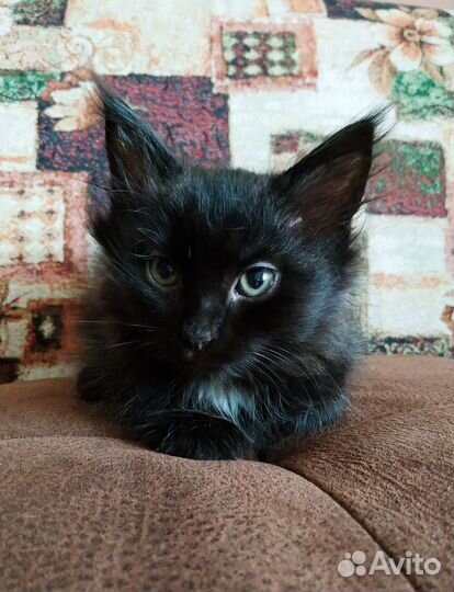 Котята в дар