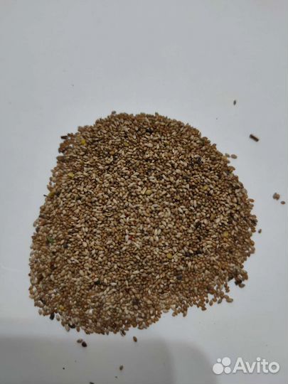 Семена тимофеевки