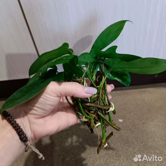 Филодендрон лациниатум