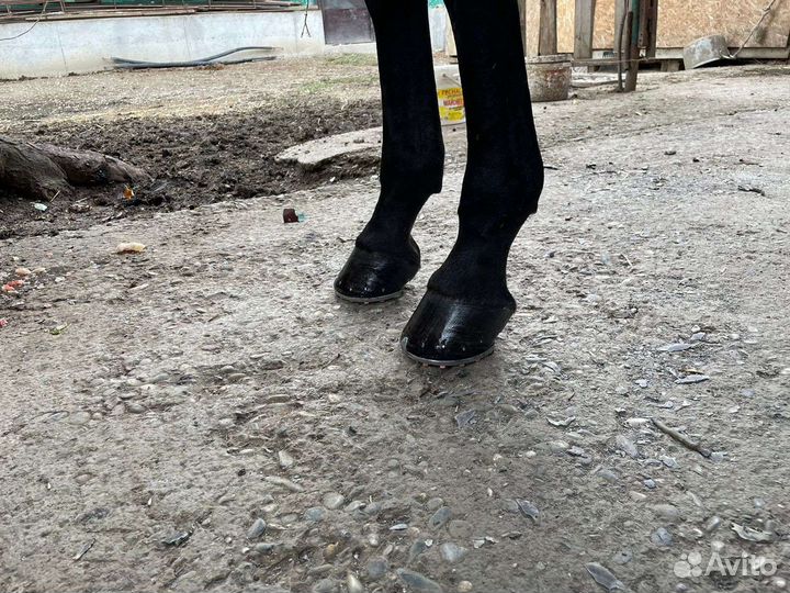 Коваль лошадей