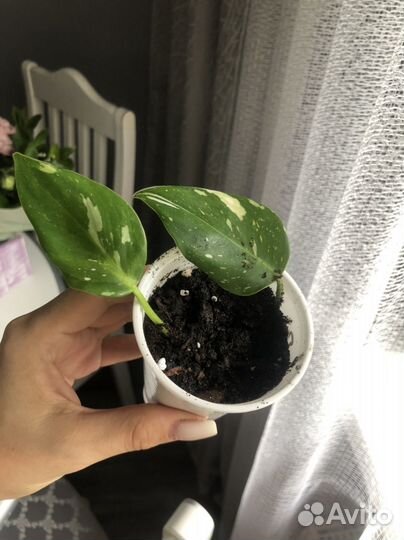 Филодендрон белая принцесса (с розовым)