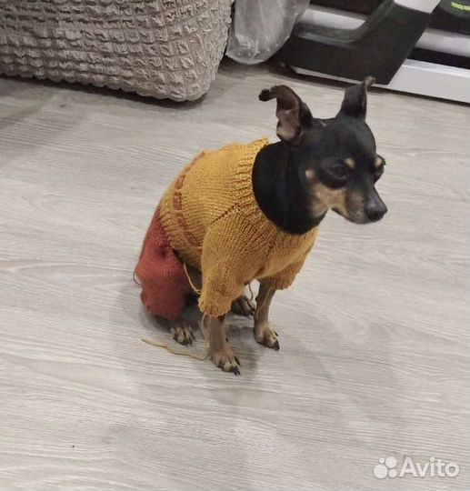 Одежда для собак