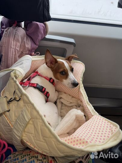 Переноска для собак мелких пород