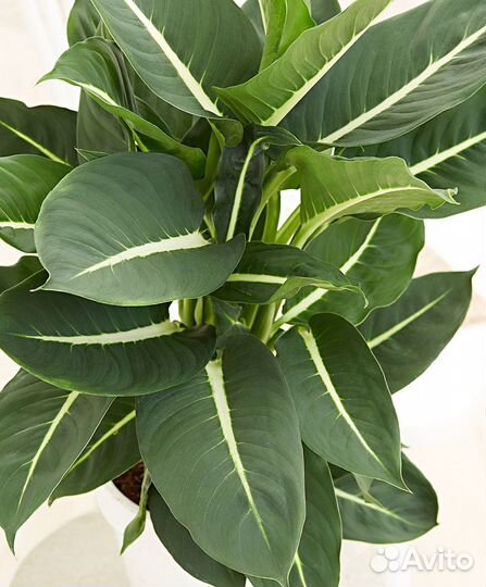 Гранат, диффенбахии,маранта,бегония