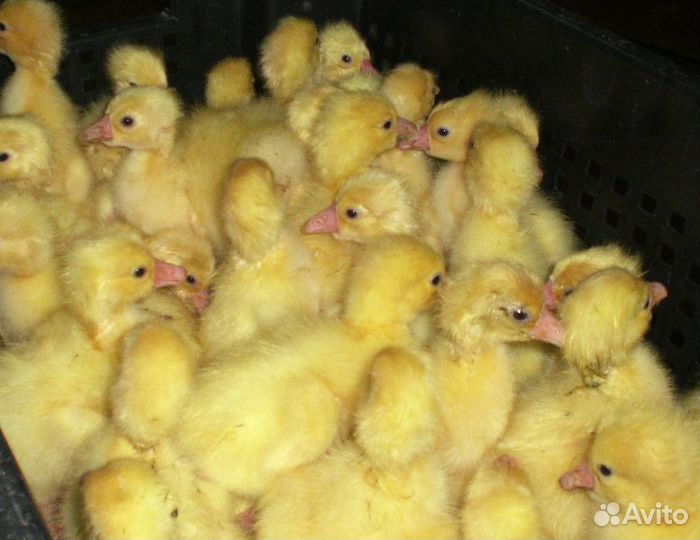 Гусята суточные