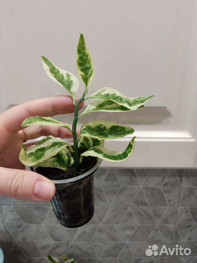 Комнатное растение (педилантус)