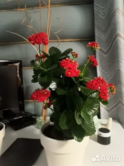 Каланхое