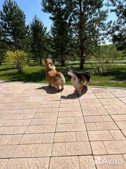 Выгул собак/няня для собаки / передержка