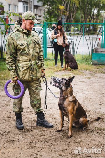 Дрессировка собак