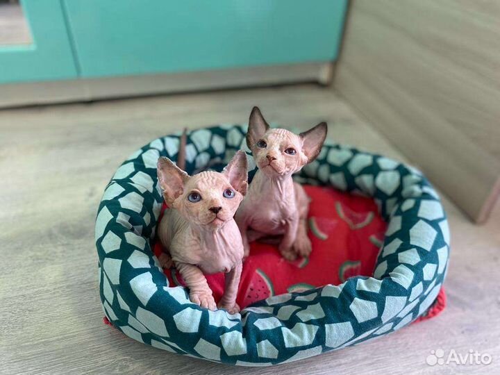 Сфинксы, эльфы, котята