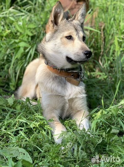 Лаечка 4 месяца