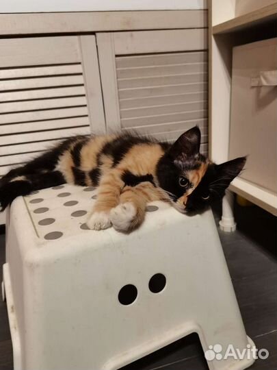 Котёнок трехцветный в дар