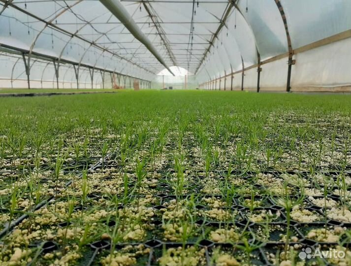 Посадочный материал зкс сеянцы Сосна Ель саженцы