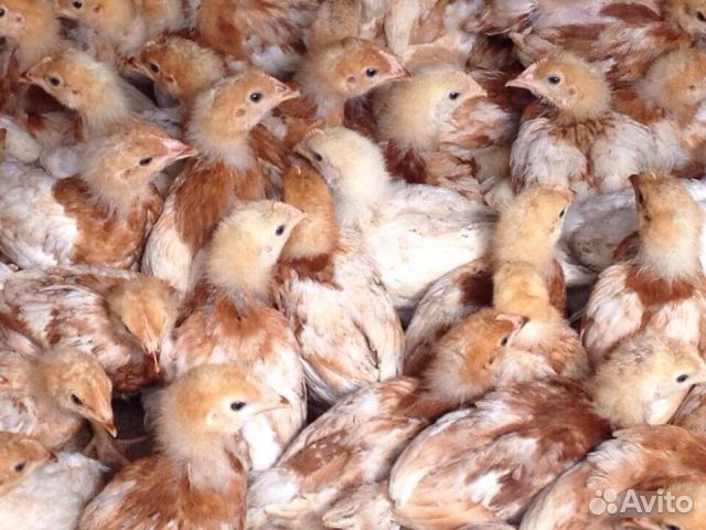 Куры Родонит чисто яичная курочка несушка