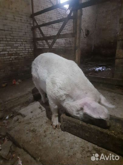 Продам хряка