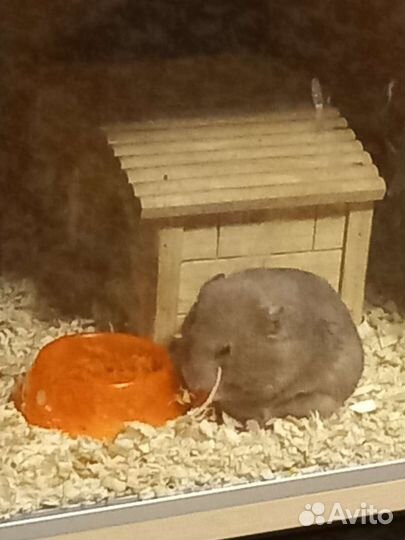 Передержка грызунов длительная. Зоотакси