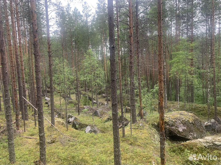 Экскурсовод по Медвежьегорску