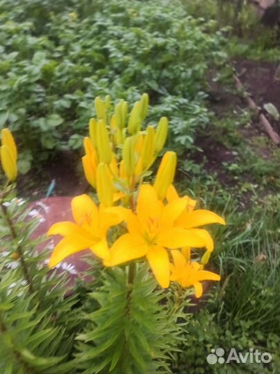 Лилии на срез