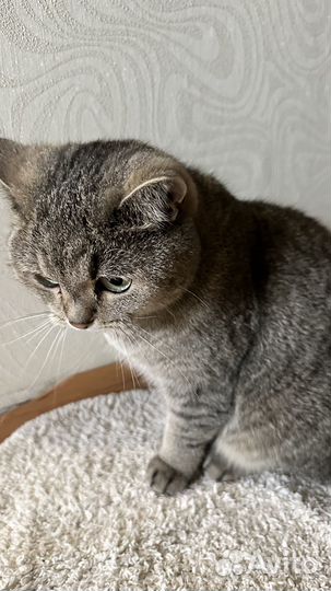 Дарю кота Буся