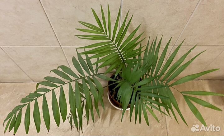 Кодиеум (кротон) golden sun