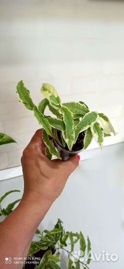 Фикус сагиттата мутабилис