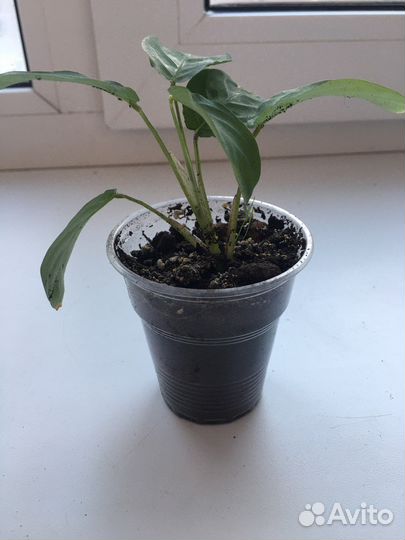 Маранта керховена