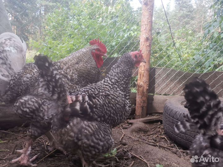 Мехеленская кукушка семья 6+1