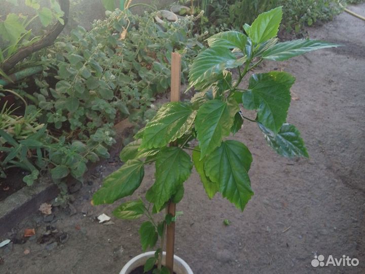 Цветы.Комнатные