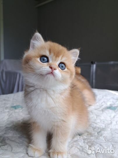 Британская золотая шиншилла