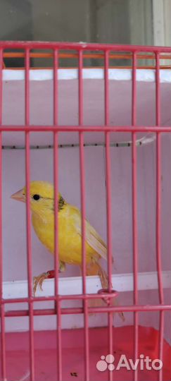 Продается Кенар поющий