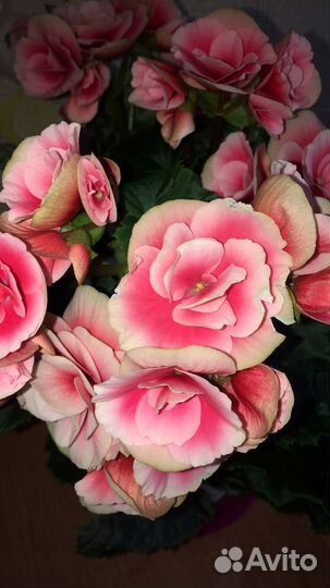 Бегония Элатиор Бориас