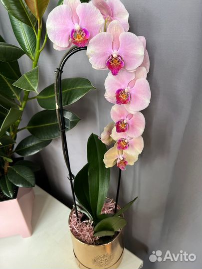 Подарок Орхидея каскад Perfect Peach