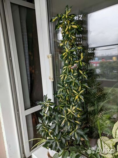 Бересклет японский