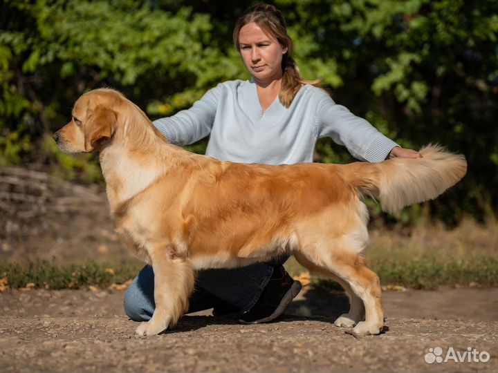 Щенки золотистого ретривера