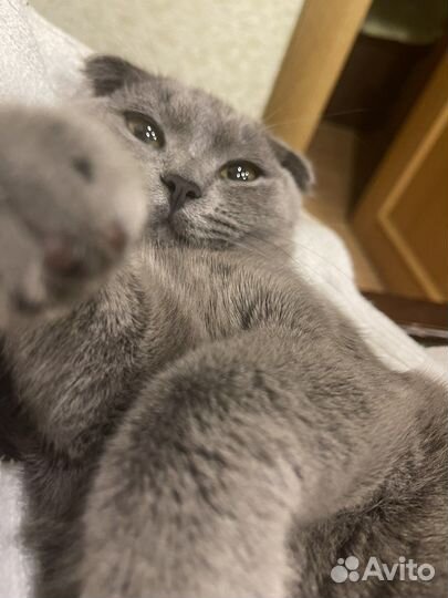 Шотландская