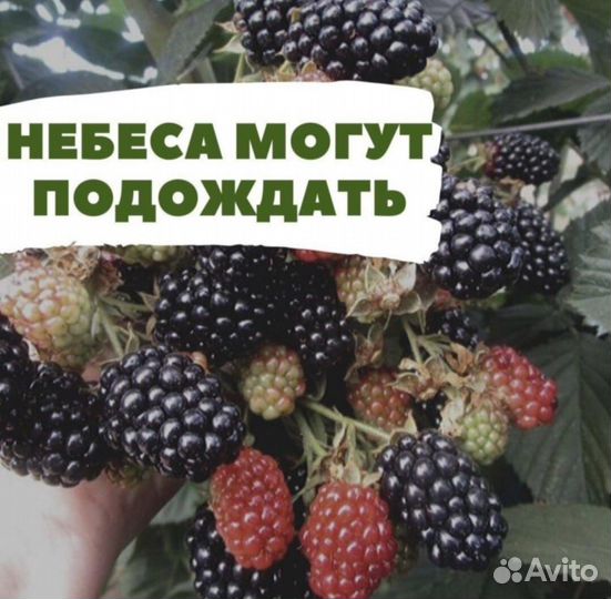 Саженцы ежевики